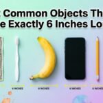 12 Common Objects That Are Exactly 6 Inches Long