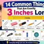 14 Common Things That Are Exactly 3 Inches Long