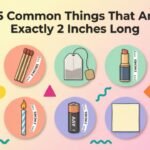 15 Common Things That Are Exactly 2 Inches Long